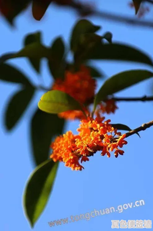 桂花婶是九曲十八弯，网友热议其独特魅力与生活智慧，引发大家对传统文化的深思与共鸣